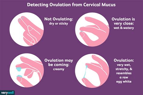 thick cervical mucus but negative ovulation test|cervical mucus thickening after ovulation.